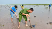 Tuổi trẻ Công an Sóc Trăng tham gia trồng rừng phòng hộ ven biển