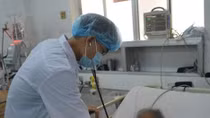 Suýt mất mạng do ngộ độc cá nóc
