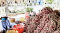 Hành tím Vĩnh Châu được trao quyền sử dụng chỉ dẫn địa lý 