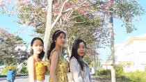 Hoa kèn hồng lại khoe sắc ở Sóc Trăng