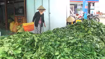 Bất thường việc thương lái thu mua lá nhàu tươi ở Cà Mau