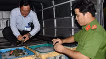 Bắt quả tang xe tải chở 400kg tôm bơm tạp chất