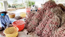 Hành tím ngoại siêu rẻ khiến hành tím Vĩnh Châu thua trên sân nhà