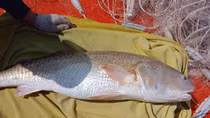 Một ngư dân ở Cà Mau nghi bắt được cá sủ vàng nặng 6kg