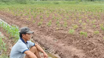 Ôm nợ… vì nghe doanh nghiệp trồng đinh lăng