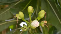 Bàng vuông đơm hoa kết trái trên đất Tây Đô