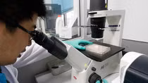 Tìm ra kháng thể hứa hẹn tiềm năng tạo ra vaccine chống virus Zika