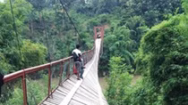 Lật cầu treo, hàng chục giáo viên, học sinh rơi xuống sông