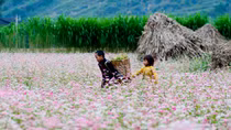 Đưa hoa Tam Giác Mạch Hà Giang về bài trí tại Hà Nội