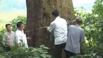 Lim xanh nghìn năm ở Bắc Giang được công nhận là cây di sản