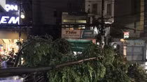 Gió lớn trong mưa lớn làm cây đổ chắn ngang đường