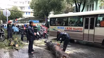 Cây xanh bất ngờ bật gốc đổ ập ra giữa đường phố Sài thành