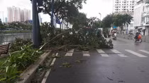 Gió giật cây gẫy đổ la liệt trên nhiều tuyến đường TP HCM
