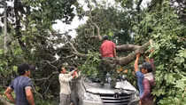 Cây xanh bật gốc đè nát xe ôtô, tài xế thoát nạn trong gang tấc