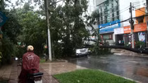Cây xanh bật gốc đè trúng ô tô giữa trung tâm TPHCM