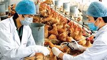 Virut cúm A (H7N9) có thay đổi nguy hiểm hơn
