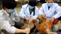 Virus cúm A (H7N9) đã biến đổi sang độc lực cao nguy cơ xâm nhập Việt Nam