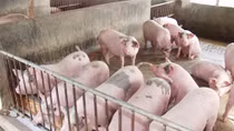 Lại cho phép tái nhập “chất tạo nạc” Salbutamol