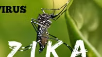 Zika khiến WHO họp trực tuyến lần thứ 5