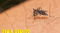 Bệnh sốt xuất huyết và Zika có nguy cơ bùng phát trở lại