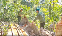 Phú Yên ra văn bản hỏa tốc chỉ đạo phối hợp điều tra vụ phá rừng 
