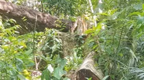 Phát hiện thêm một vụ phá rừng nghiêm trọng ở Phú Yên