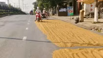 Nhiều tuyến đường ở Phú Yên biến thành sân... phơi lúa