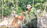 Lâm tặc mở đường vào rừng đốn hạ hàng chục cây gỗ
