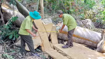 Phát hiện một vụ đốn hạ cây rừng ở Phú Yên