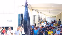 Ngư dân Phú Yên câu được cá ngừ đại dương “khổng lồ” chưa từng có