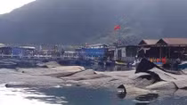 Hỏa hoạn thiêu rụi nhà hàng bè nổi và tàu cá ở vịnh biển Vũng Rô