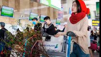 Quy định vận chuyển mai đào bằng đường hàng không dịp Tết 