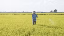 Việt Nam loại bỏ thuốc bảo vệ thực vật có chứa Glyphosate gây ung thư