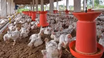 Chưa hết COVID-19, Nga ghi nhận ca nhiễm chủng cúm gia cầm nguy hiểm 