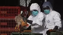 Chưa hết virus Corona, lại thêm dịch cúm gia cầm H5N1 