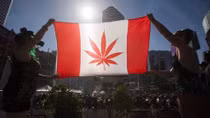 Canada sắp hợp pháp hóa cần sa