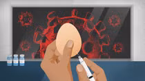 Bật mí công nghệ sản xuất vaccine cúm từ trứng gà