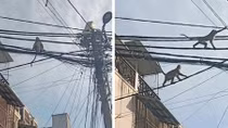 Lạ lùng đàn khỉ “tung hoành” ngay giữa TP Hồ Chí Minh