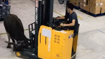 Trâu xông vào công ty gây náo loạn 