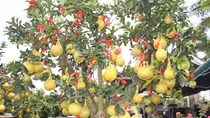 Bưởi Diễn vàng đẹp phục vụ người tiêu dùng trong dịp Tết