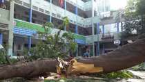 Cây phượng trong sân trường đổ đè nhiều học sinh, 1 em tử vong