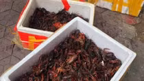 Chưa phát hiện buôn bán tôm càng đỏ trên địa bàn TP HCM