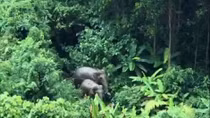 Đàn voi rừng bị "lãng quên"
