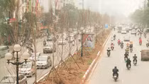 Ngắm nhìn hàng phong lá đỏ vừa trồng trên đường Trần Duy Hưng