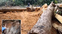 Đình chỉ công tác Trưởng trạm để rừng bị "xẻ thịt"