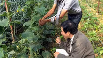 Bát nháo thị trường nông nghiệp hữu cơ