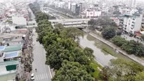 Ngắm hàng cây xanh trên đường Láng trước ngày bị chặt hạ, di chuyển
