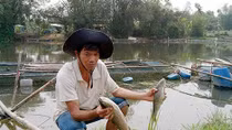 Nông dân chịu thiệt hại khi cá nuôi trên sông Bồ chết hàng loạt