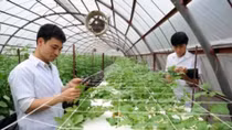 Giải pháp tránh "được mùa mất giá"