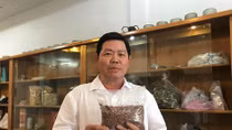 Tìm tương lai trong giống lúa cổ